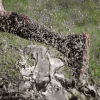 Photo for Run to the Hills Wilderness Run & Mudder Obstacle Course